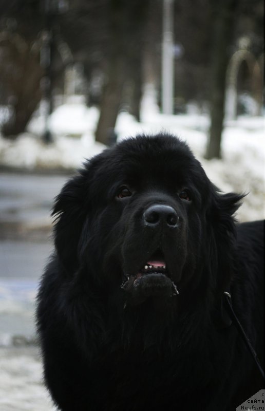 Фотография № 221237