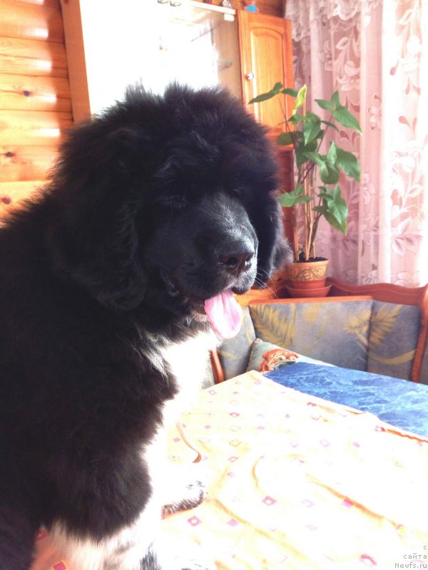 Фото: ньюфаундленд Родевальд фон Вернер Норман