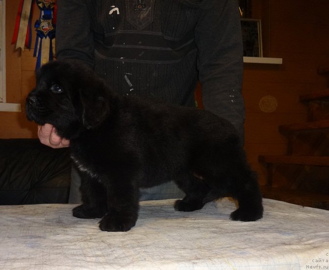 Фото: ньюфаундленд Ньюфорт Царская Дочь