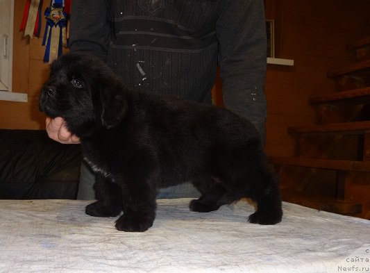 Фото: ньюфаундленд Ньюфорт Царская Дочь