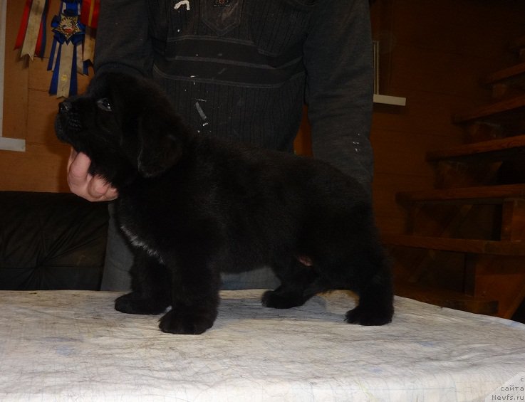Фото: ньюфаундленд Ньюфорт Царская Дочь