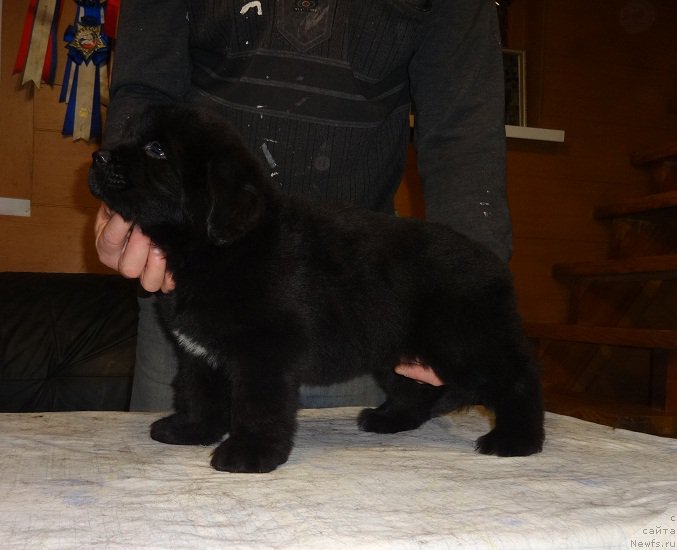 Фото: ньюфаундленд Ньюфорт Царская Дочь