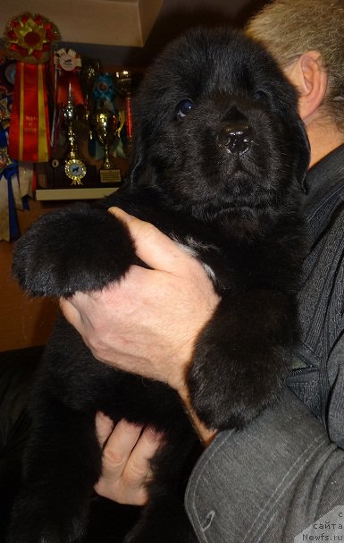 Фото: ньюфаундленд Ньюфорт Царская Дочь