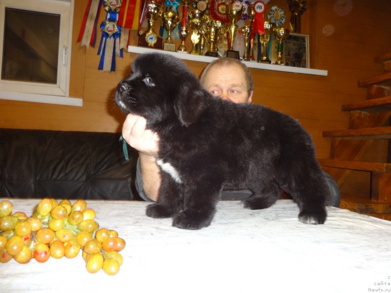 Фото: ньюфаундленд Ньюфорт Царская Дочь