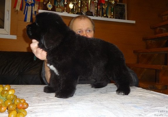 Фото: ньюфаундленд Ньюфорт Царская Дочь