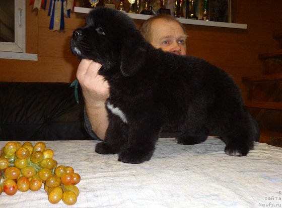 Фото: ньюфаундленд Ньюфорт Царская Дочь