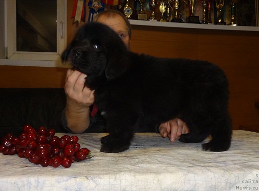 Фото: ньюфаундленд Ньюфорт Царская Дочь