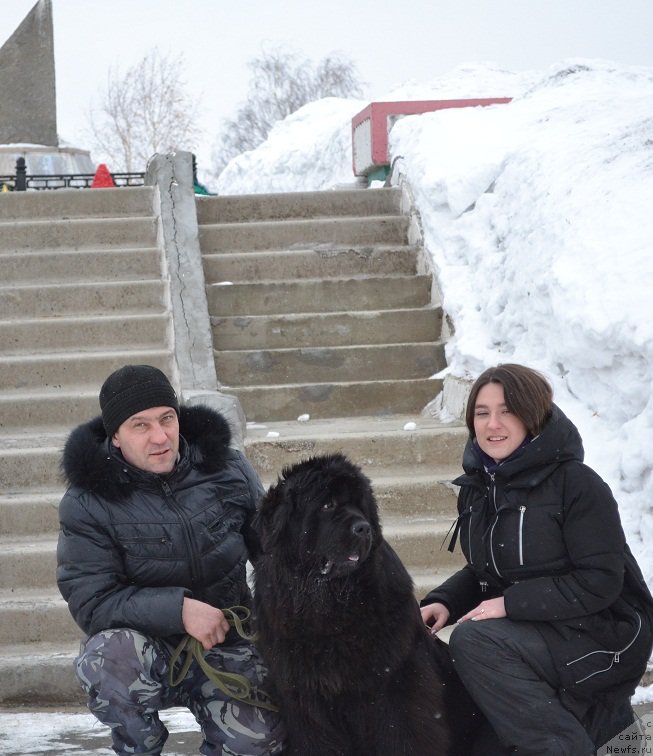 Фото: ньюфаундленд Ньюфорт Бавария