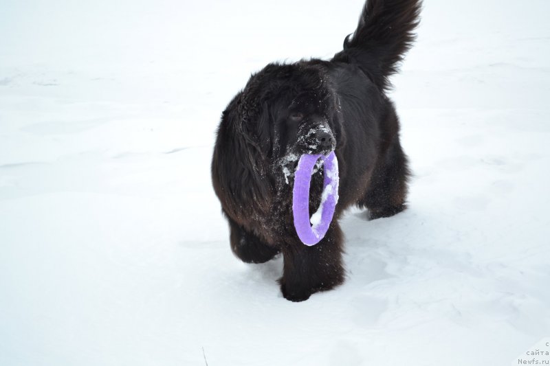 Фотография № 221260