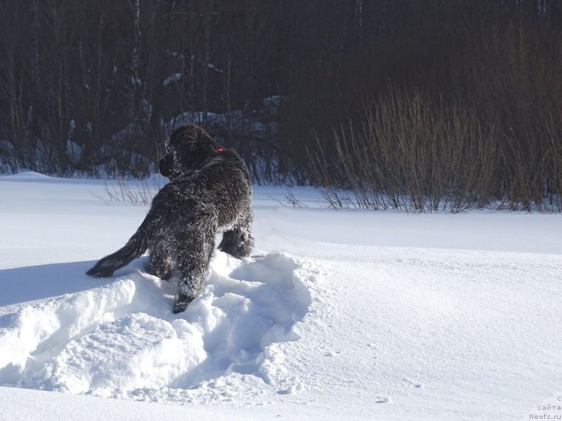 Фото: ньюфаундленд С'Нежная Вьюга Ван Гилс Классик (S'Nezhnaya Vjuga Van Gils Classik)