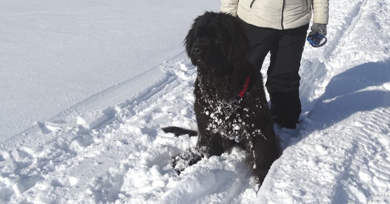 Фото: ньюфаундленд С'Нежная Вьюга Ван Гилс Классик (S'Nezhnaya Vjuga Van Gils Classik)