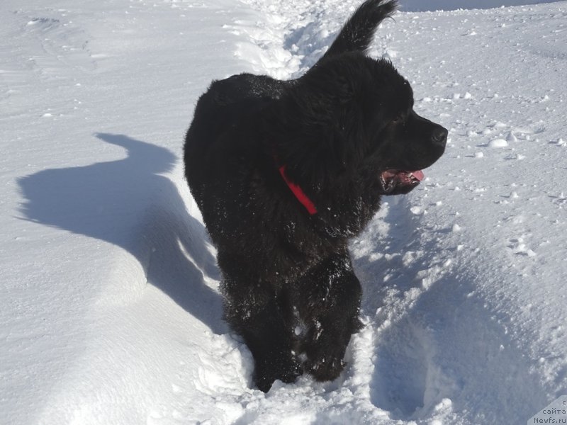Фото: ньюфаундленд С'Нежная Вьюга Ван Гилс Классик (S'Nezhnaya Vjuga Van Gils Classik)