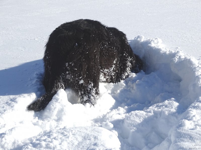 Фото: ньюфаундленд С'Нежная Вьюга Ван Гилс Классик (S'Nezhnaya Vjuga Van Gils Classik)
