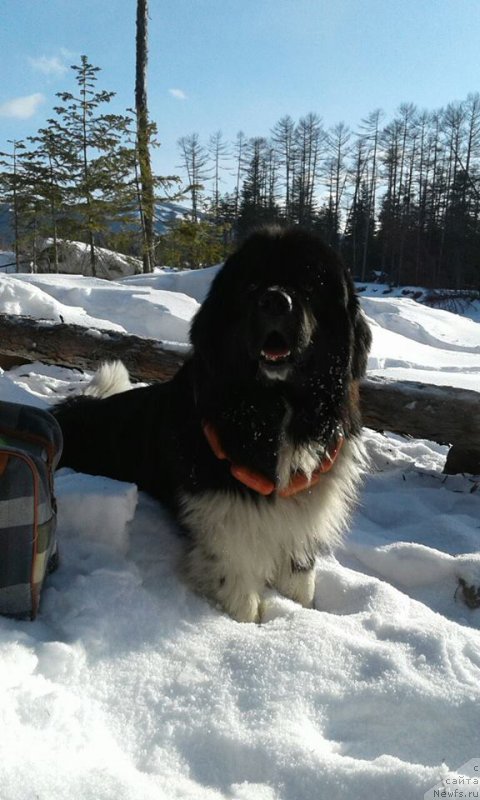 Фотография № 221286