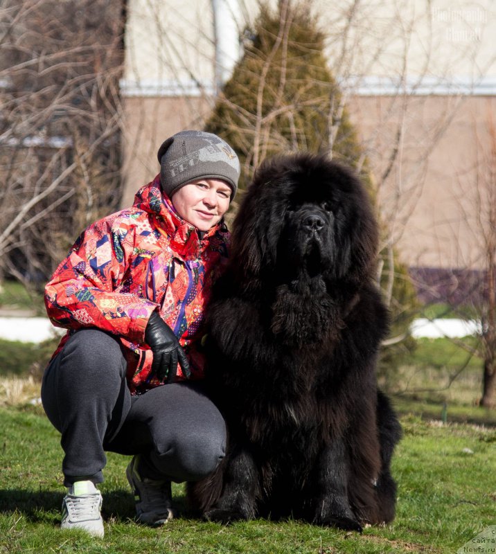 Фото: ньюфаундленд Супер Премиум Цириус