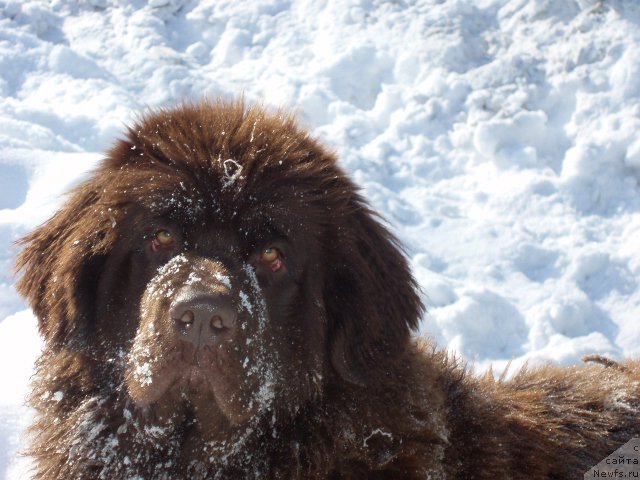 Фото: ньюфаундленд Браунблад МСК Сабина Эстер (Brownblood MSK Sabina Ester)