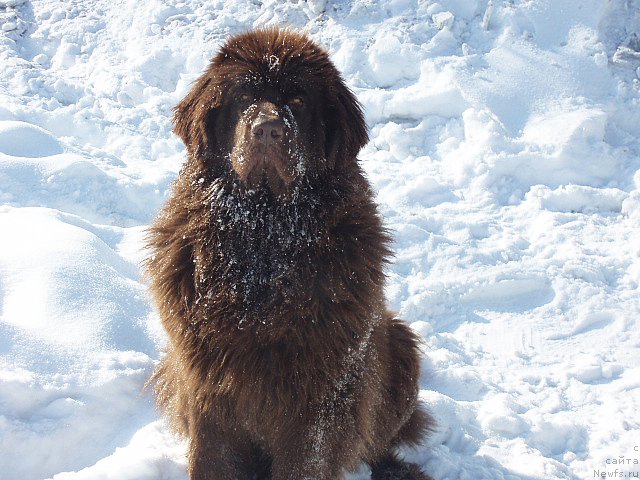 Фото: ньюфаундленд Браунблад МСК Сабина Эстер (Brownblood MSK Sabina Ester)