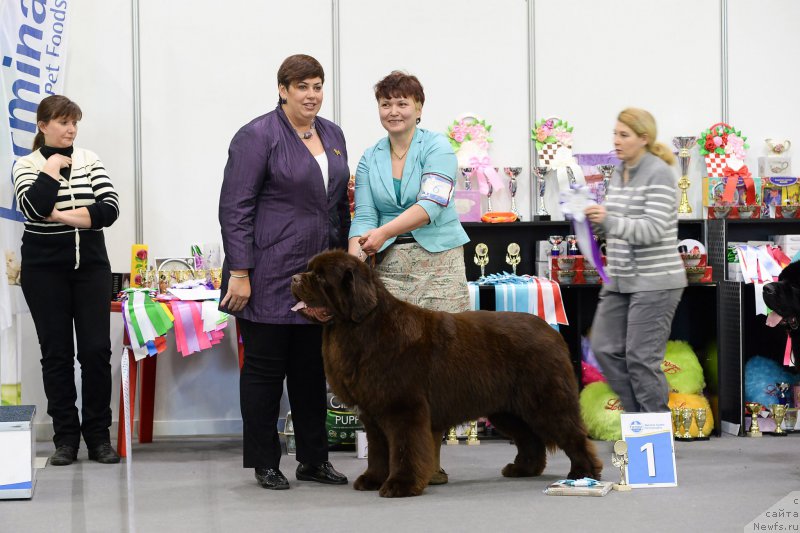 Фото: ньюфаундленд Есаул с Берега Дона (Esaul s Berega Dona)