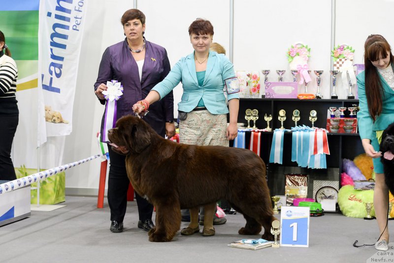 Фото: ньюфаундленд Есаул с Берега Дона (Esaul s Berega Dona)