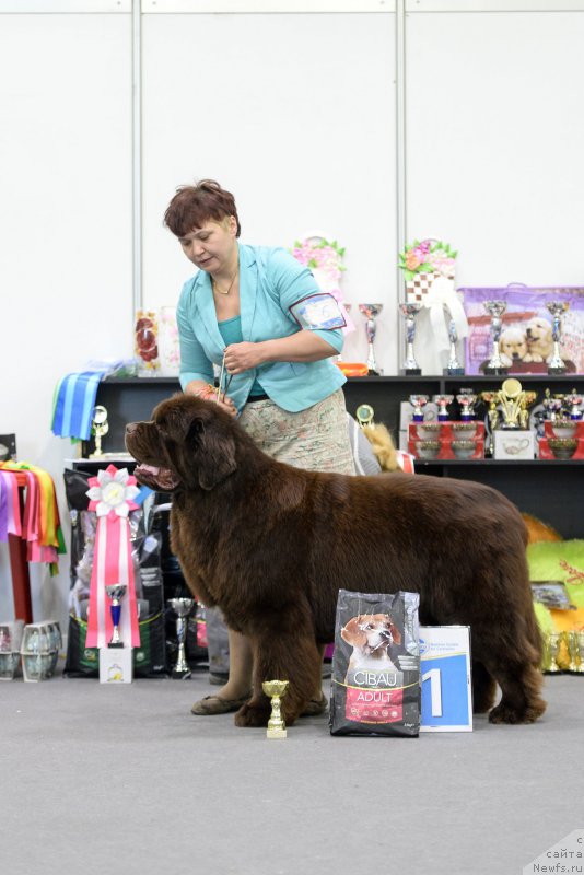 Фото: ньюфаундленд Есаул с Берега Дона (Esaul s Berega Dona)
