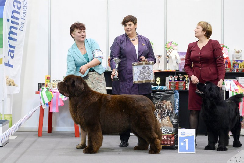 Фото: ньюфаундленд Есаул с Берега Дона (Esaul s Berega Dona)