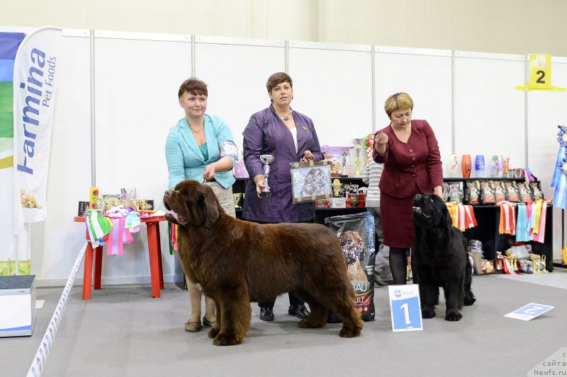 Фото: ньюфаундленд Есаул с Берега Дона (Esaul s Berega Dona)