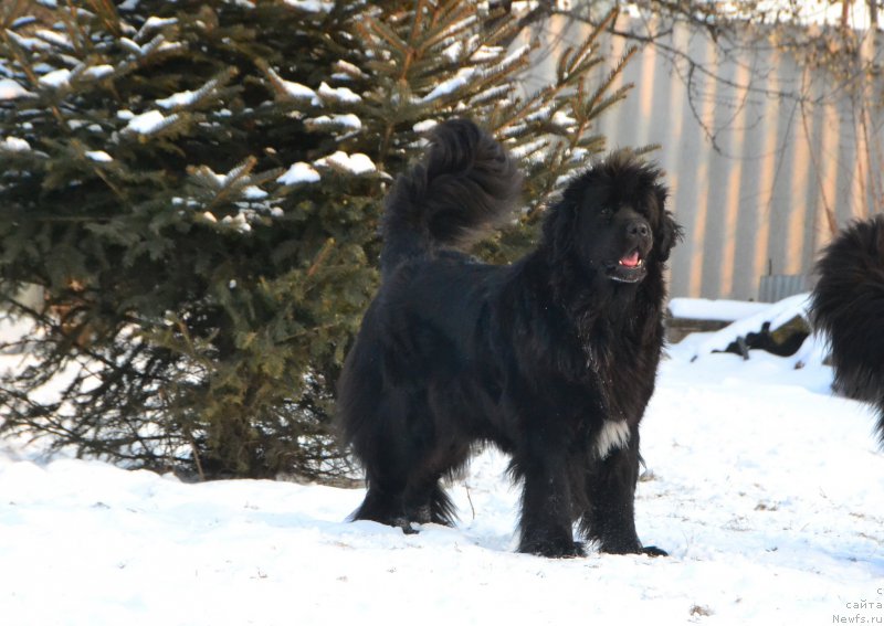 Фото: ньюфаундленд Талисман Моря Мишель
