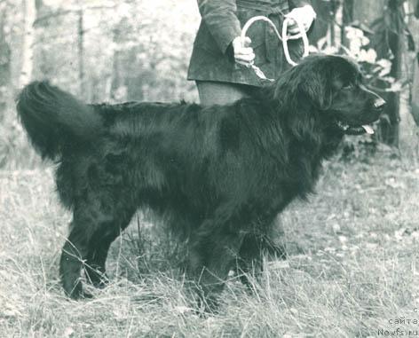 Фото: ньюфаундленд Гранд Агли