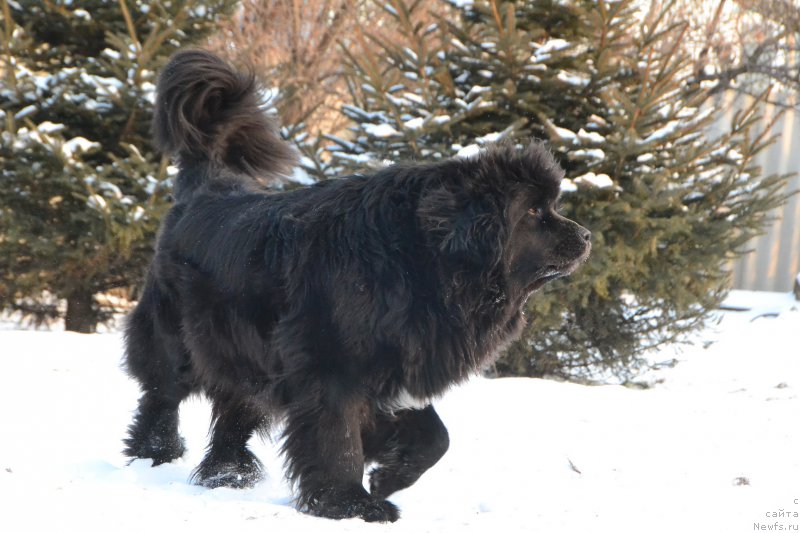 Фото: ньюфаундленд Талисман Моря Мишель