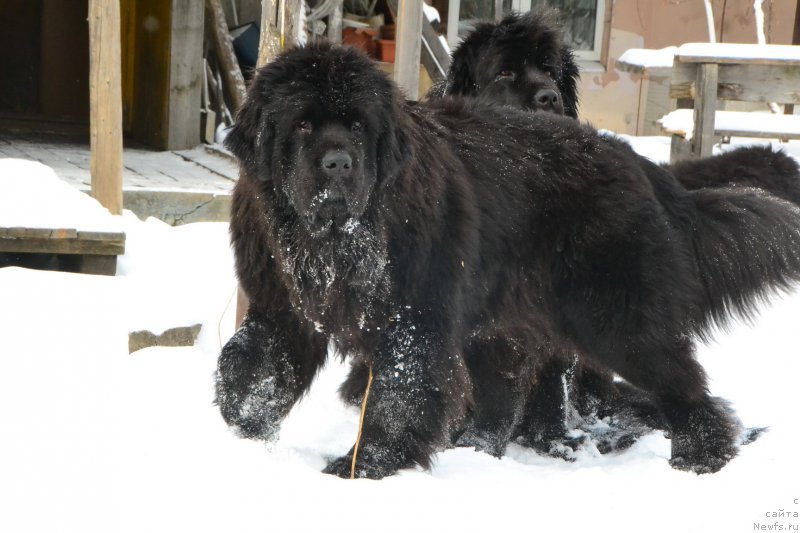 Фото: ньюфаундленд Талисман Моря Ла-Валетта, ньюфаундленд Талисман Моря Мишель
