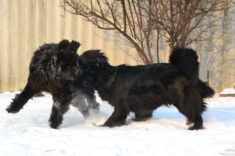 Фото: ньюфаундленд Талисман Моря Ла-Валетта, ньюфаундленд Талисман Моря Мишель