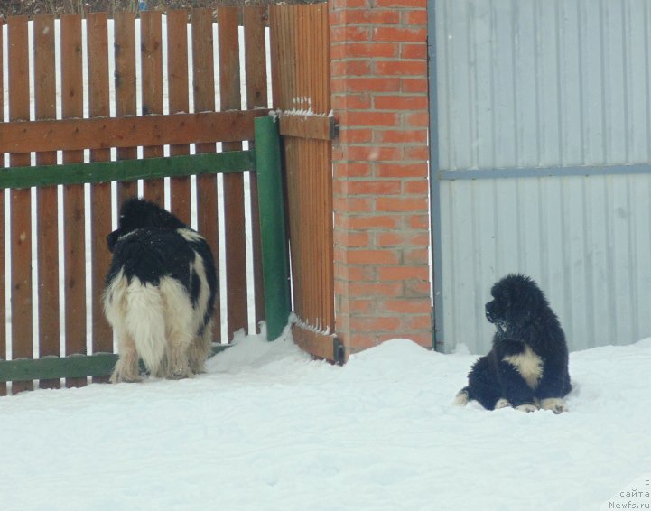 Фото: ньюфаундленд Супер Бизон Тадж-Махал
