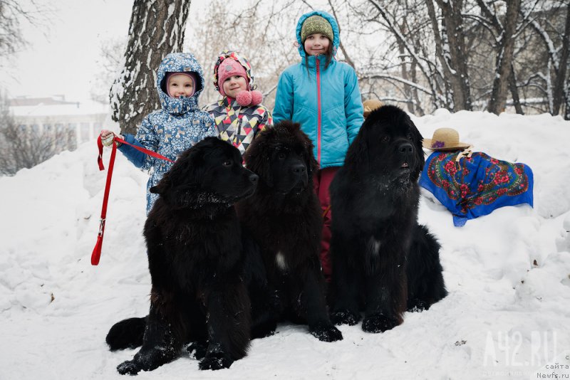 Фото: ньюфаундленд Фиаметтахауз Цикнеус (Fiamettahauz Tsikneus), ньюфаундленд Реми Мартин Луи из Антаграда (Remi Martin Lui is Antagrada), ньюфаундленд Фиаметтахауз Нусакан