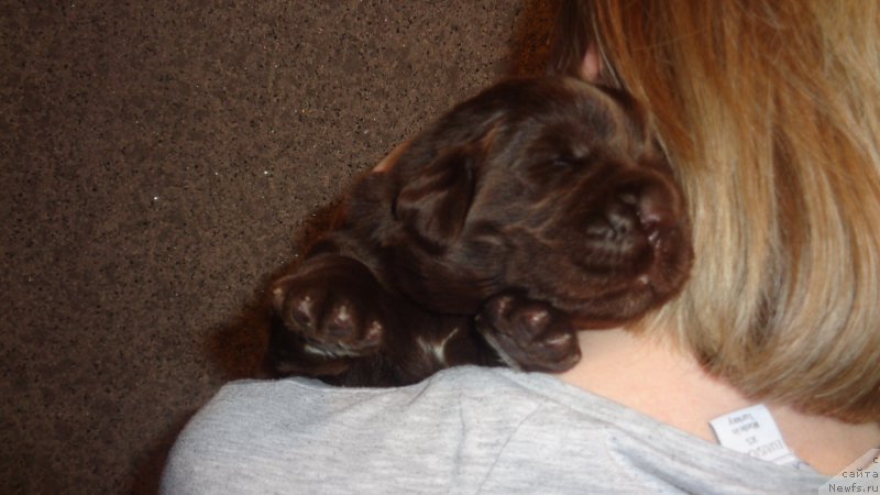 Фото: ньюфаундленд Апофеоз Богов Зевс