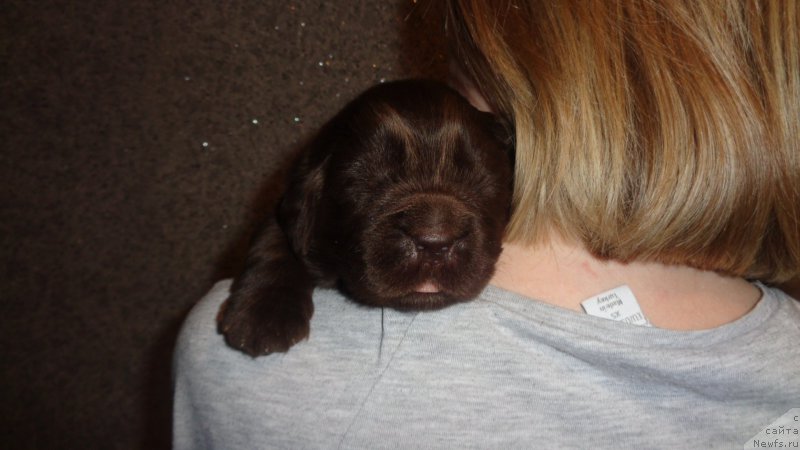 Фото: ньюфаундленд Апофеоз Богов Зевс