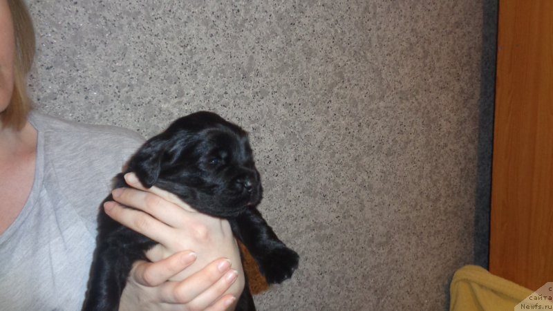 Фото: ньюфаундленд Анариэль Лучик Удачи