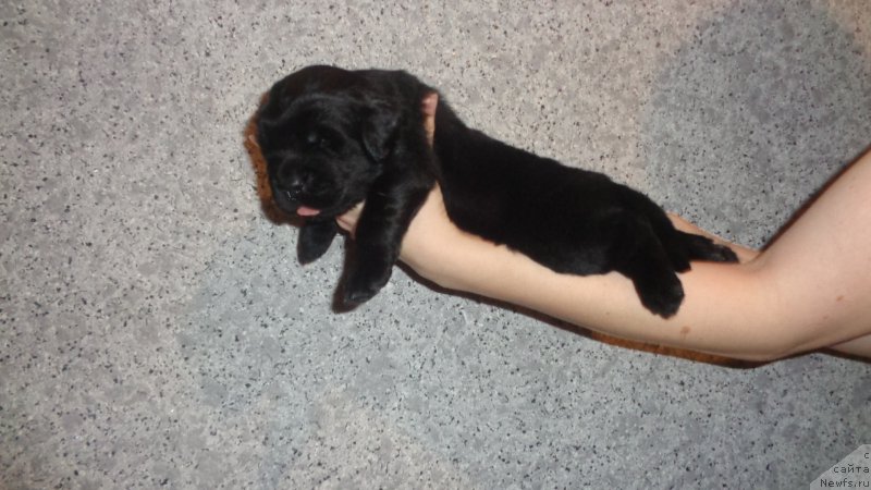 Фото: ньюфаундленд Анариэль Лучик Удачи