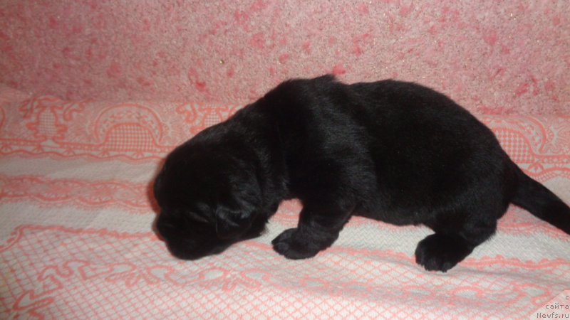 Фото: ньюфаундленд Анфиса Звезда Пармы