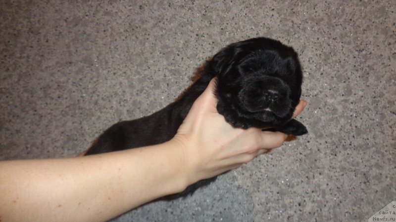 Фото: ньюфаундленд Анфиса Звезда Пармы