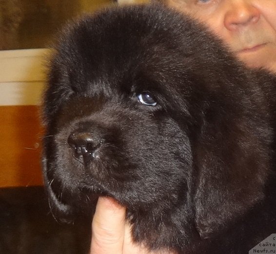 Фото: ньюфаундленд Ньюфорт Царская Дочь