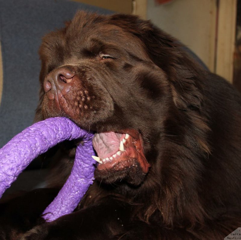 Фотография № 221324