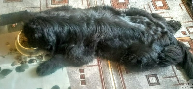 Фотография № 221328