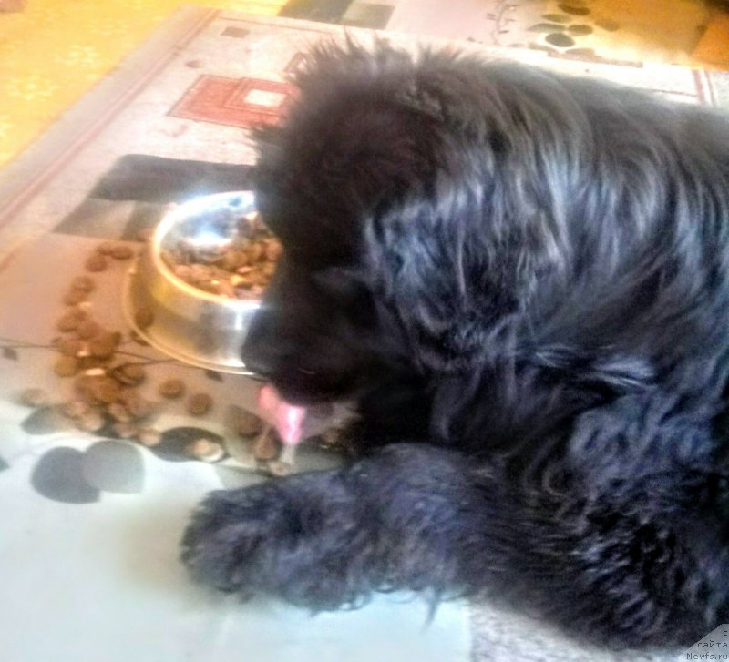 Фото: ньюфаундленд Ньюфорт Дивная Диана