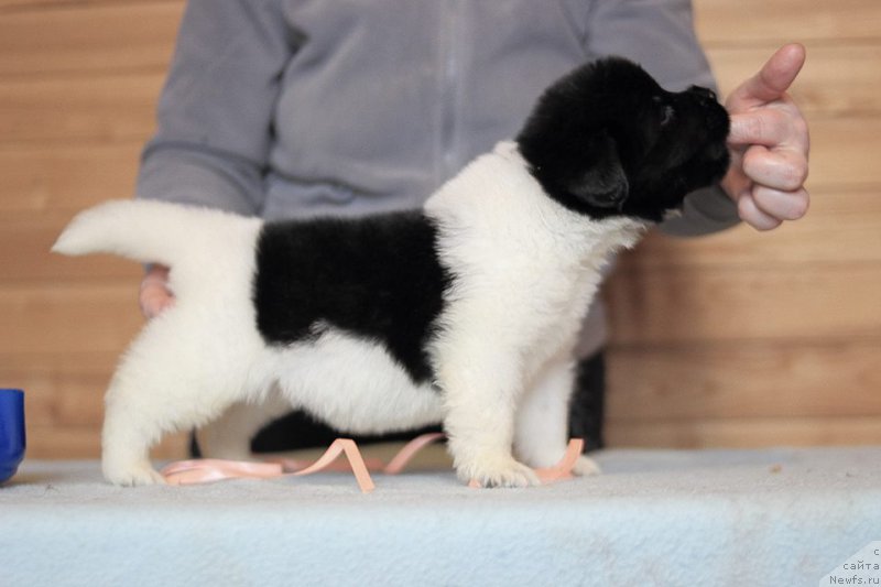 Фото: ньюфаундленд Терра Виктория Заметти Роуз