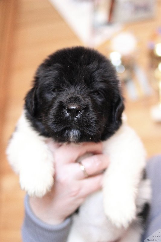 Фотография № 221335