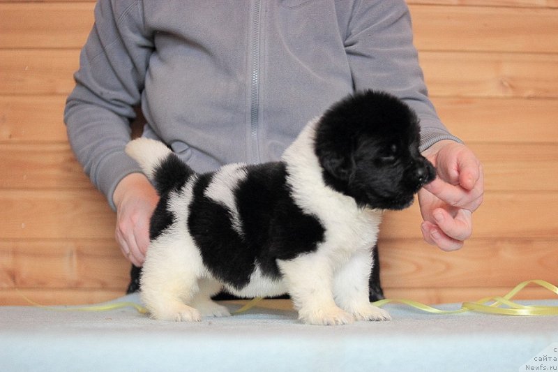 Фотография № 221336