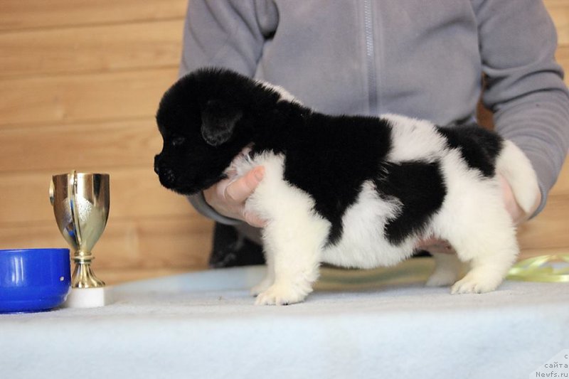 Фотография № 221337