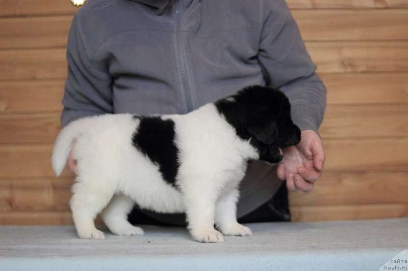 Фотография № 221339