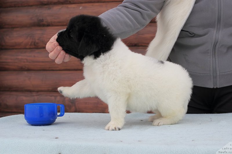 Фотография № 221340