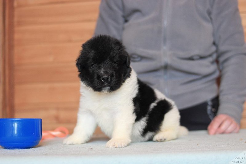 Фотография № 221343